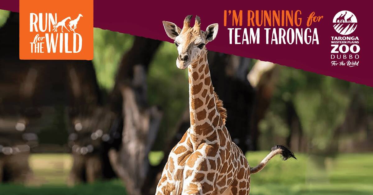 Help raise vital funds: You can help Taronga Western Plains Zoo's giraffe breeding and conservation program.