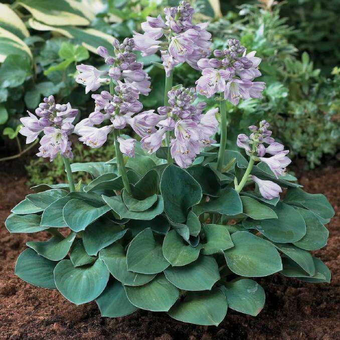 Hosta plants: A perennial favourite among gardeners. Their lush foliage and easy care make them ideal for a low maintenance garden. 