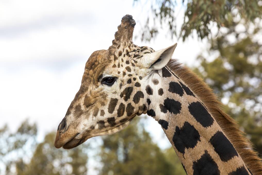 Zoo's commitment: Maintaining genetic diversity in the zoo-based giraffe population.