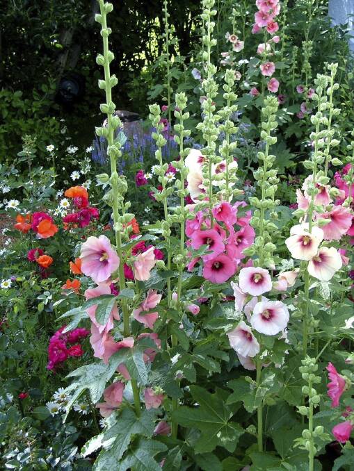 Hollyhocks show: A stunning display right here in central Dubbo enough to make a retired nurseryman kick a hole in a glasshouse window with envy. 