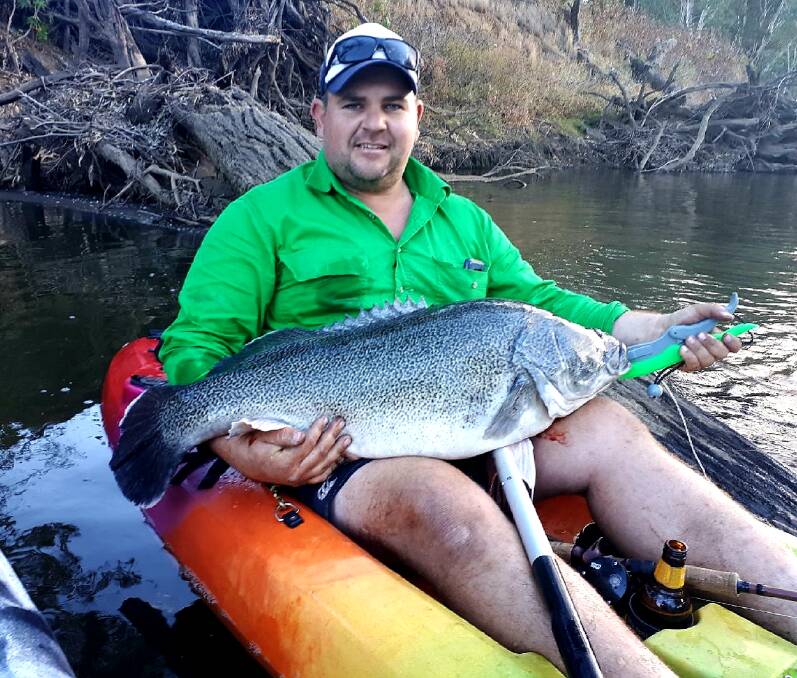 Wonderful Winter: Drew Kelly recently managed to angle this impressive 95cm Murray Cod from his kayak.