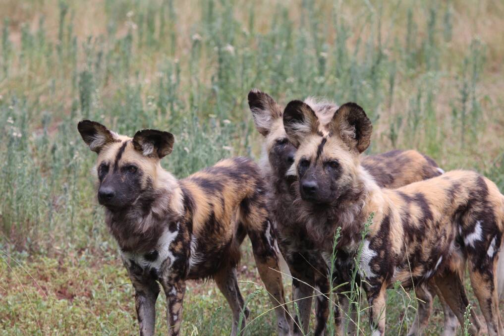 African Wild Dogs: The Gateway to Africa project was awarded to David Payne Constructions following the formal tender process.