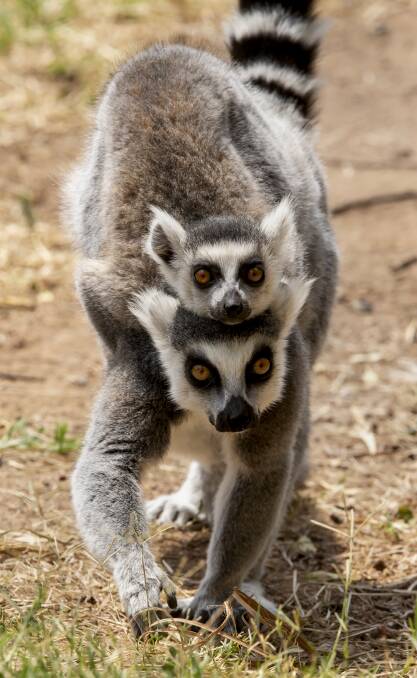 Giddy Up: Ring-tailed Lemur mum and her baby. A great time to see the Ring-tailed Lemurs is generally in the morning when they are most active.