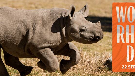 Rhino countdown is on!