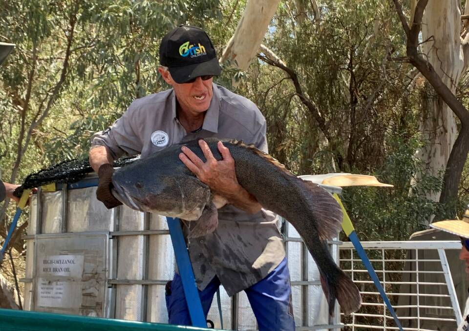 BAD WTO WORSE: Drought conditions are worsening as summer heats up. Pictured Wayne Gilbert with a rescued Murray Cod.