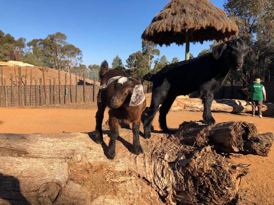 Kute Kid: The Australian Miniature Goats arrived in January 2018 from goat studs in the Southern Highlands and Hunter Valley.