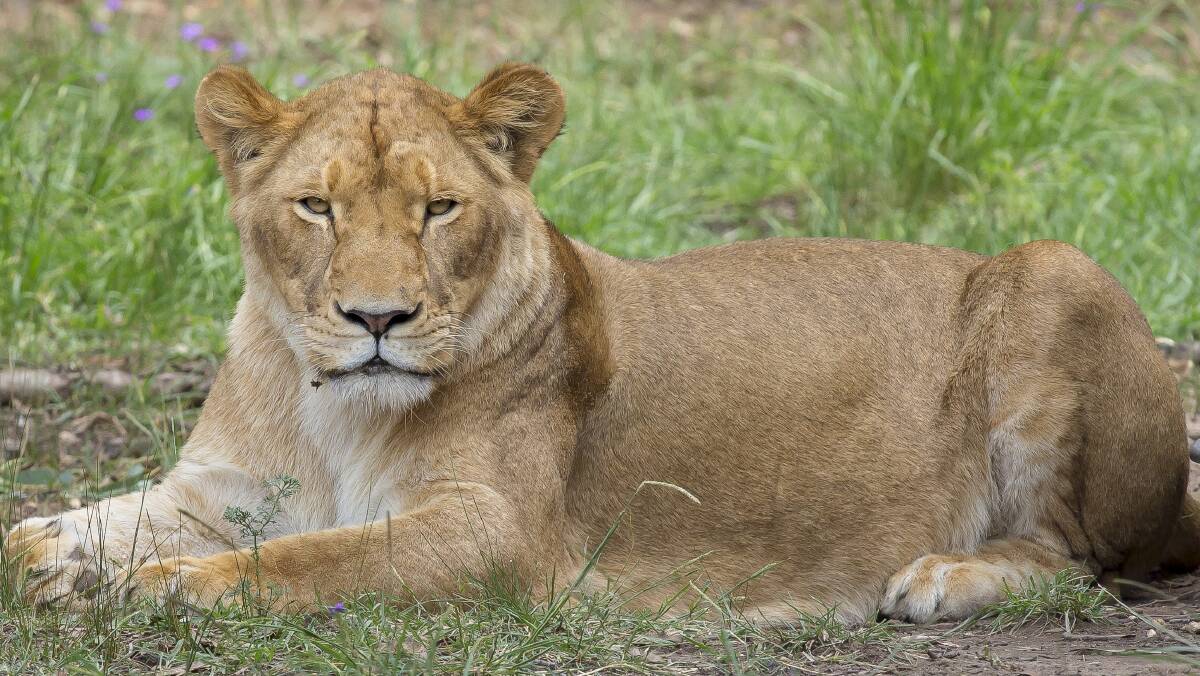 Taronga Western Plains Zoo is privileged to care for African Lions, which play a crucial role in the international conservation efforts to protect this Endangered species.