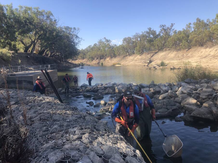 Eighty stressed fish: This including Murray Cod, Golden and Silver Perch have been rescued from the Lower Darling River. 