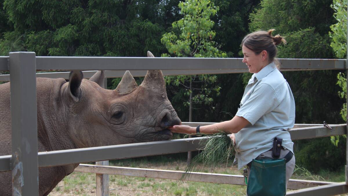 Lovely Mothers: Kufara and keeper Linda Matthews. Taronga Western Plains Zoo imported six Black Rhinos from Zimbabwe in 1994. 