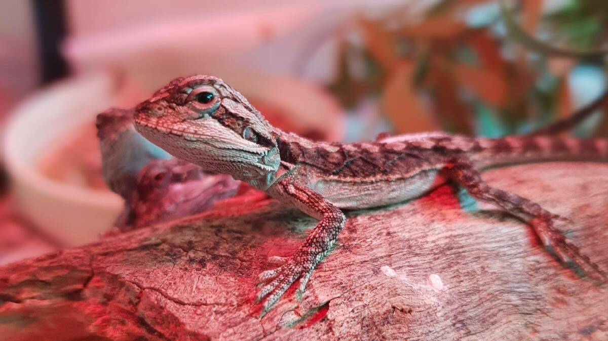 Best Care: The dragons are all doing well. Photo: Vet Nurse Jodie Milton