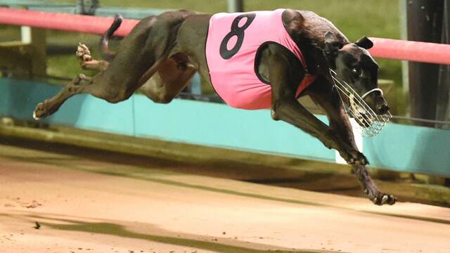 Son of a gun: Zipping Browny's sire, three-time Group 1 winner My Bro Fabio. Picture: Sandown Greyhounds.