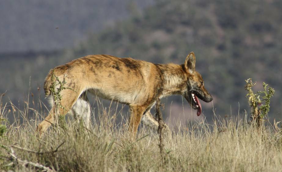 GROWING PROBLEM: A family driving to Sydney saw a wild dog dragging a dead kangaroo away from the roadside. Photo: FILE PHOTO