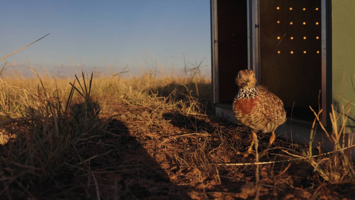 BACK HOME: Plains Wanderer released back into the wild. Picture: SUPPLIED