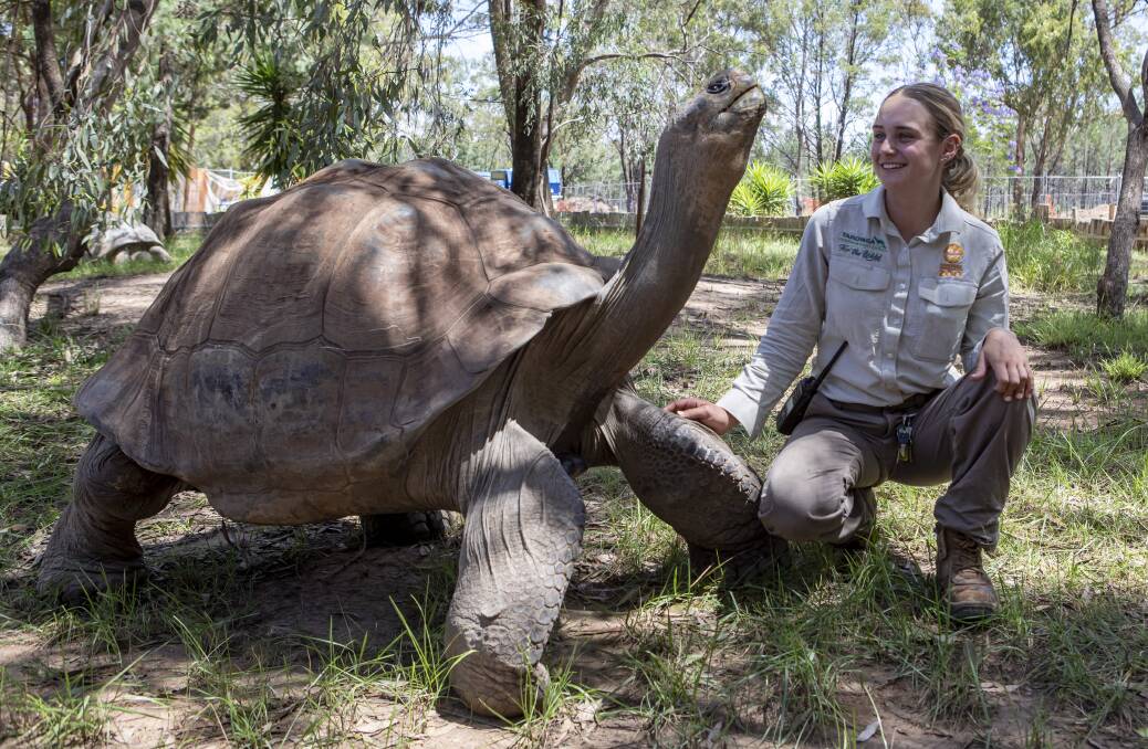Taronga zoo keeper Kaitlyn Doherty next to a tortoise. Picture by Rick Stevens 