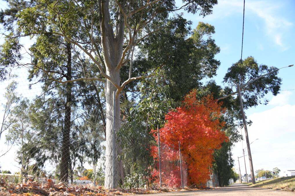 Only eight trees will be retained along Monash Street. Picture by Amy McIntyre 