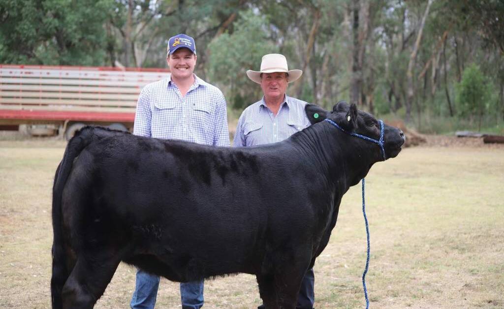 Jed McEvoy stands proud at the local show with the cattle. Picture supplied 