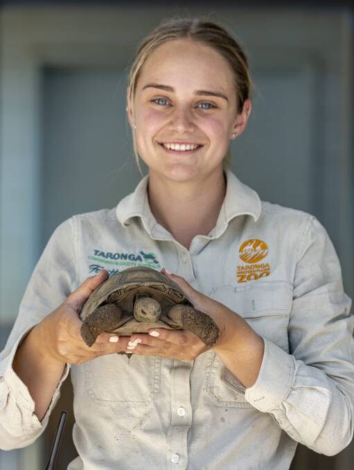 Zoo keeper Kaitlyn Doherty holding a baby tortoise. Picture by Rick Stevens 