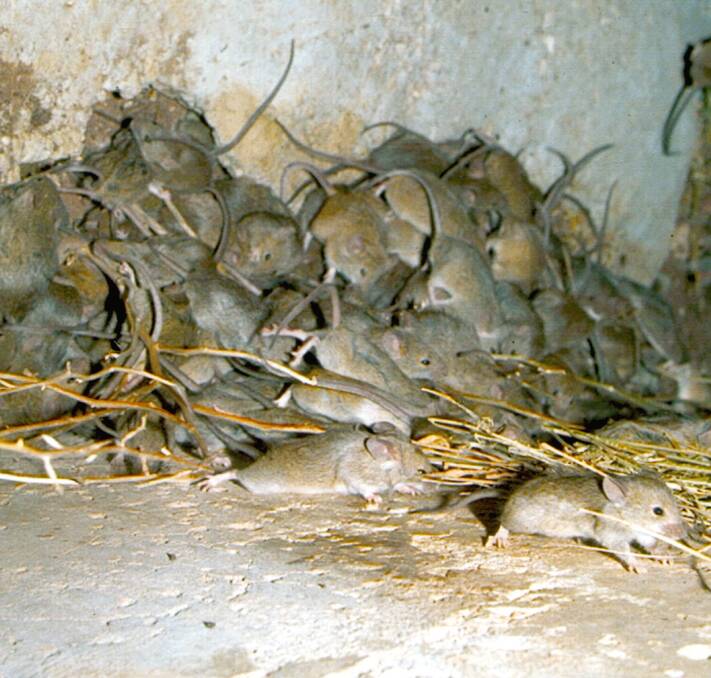 NO ASSISTANCE: Farmers should not expect any assistance to the mice plague from the federal government. Photo: FILE
