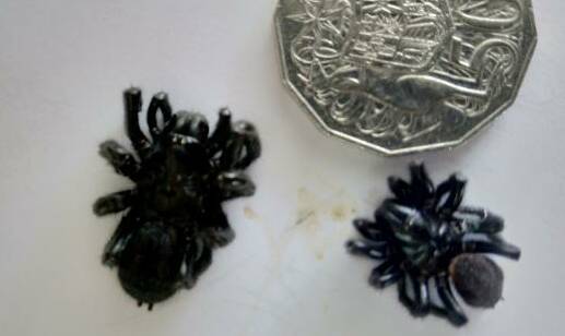 Two funnel-web spiders found at Anthony's Jellat home
