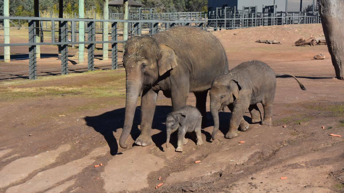 The baby elephant might be out on show for the Royals next month. Photo: FILE. 