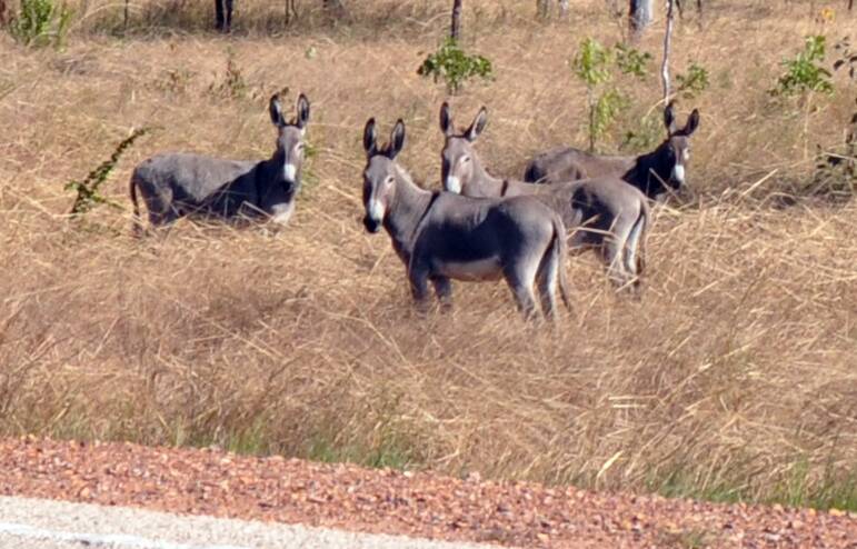It's not just camels which are a hazard to outback motorists, but donkeys as well. These were alongside the Stuart Highway near Katherine in the NT.