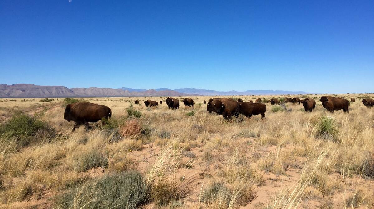 Bison are run as a farming venture on Ladder Ranch.