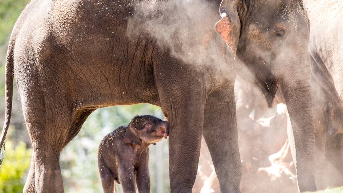 CLOSE BOND: Dubbo's brand new baby elephant calf and her aunty Porntip.