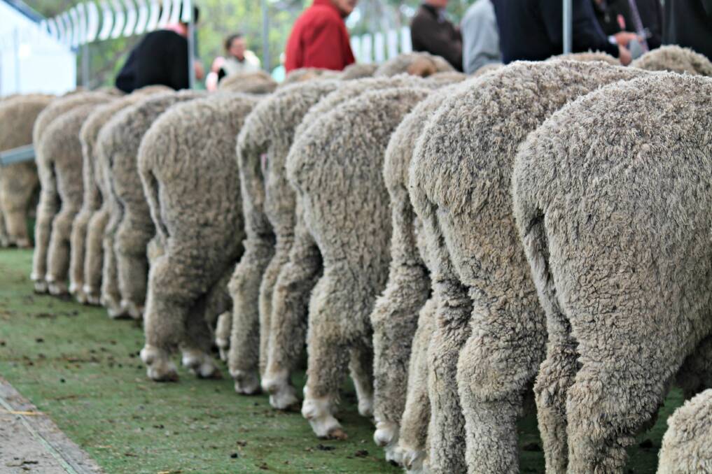 Sheep mulesing. Photo: FILE. 