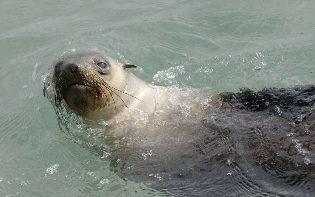 Seals at Warrnambool breakwater boat ramp pose a risk to the public.