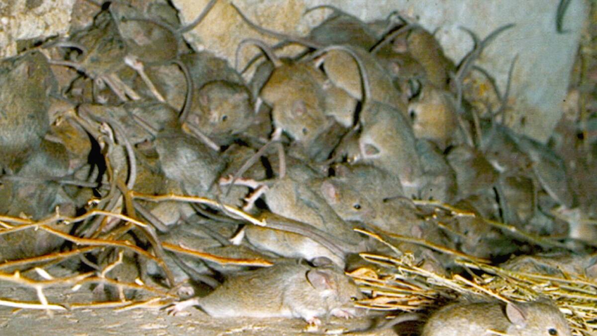 Mice are in plague proportions across grain growing regions in NSW and Queensland. File photo