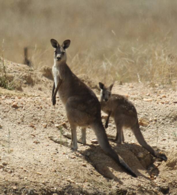 Road Risk: Kangaroos are in over 80% of accidents involving animals.