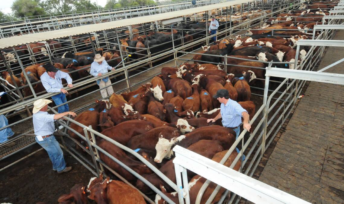 SALES WINS: Agents drew for 4800 head for their weekly prime cattle sale at Dubbo on Thursday in the season's best yarding so far. Producers are reaping the benefits of one of the best winters on record. Photo: File.