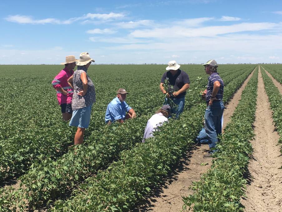 HARD HIT: Growers inspect some of the damaged crops, after the evidence began to show of a suspected inversion-type spray drift event in December. Photo: Cotton Australia