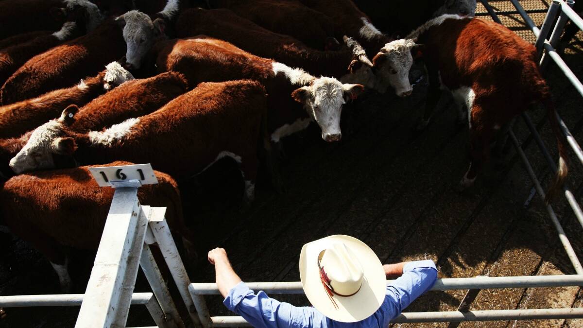 BRAZIL Saga: Observers believe the Australian operations of JBS, our biggest cattle operator for slaughtering and feeding, will continue normally. Photo: FILE.