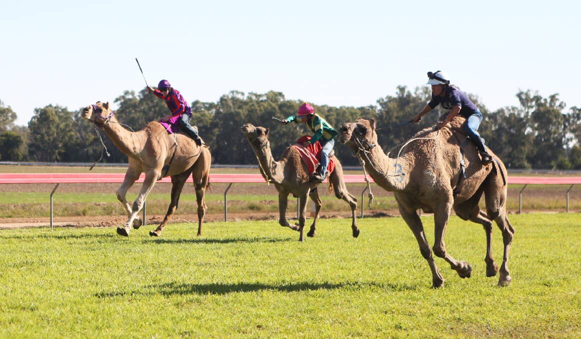 CAMEL CHARGE: Twenty five camels are expected to compete in the seven-race program at the Forbes camel races on Good Friday.