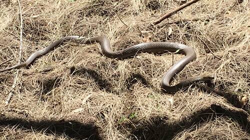 The boy was believed to have been bitten by a brown snake. FILE
