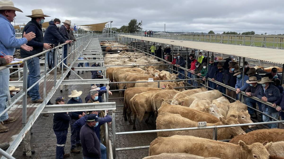POTENTIAL REOPENING: Dubbo agents are talking with NSW Health about potentially re-opening the Dubbo saleyards earlier, after it was shut down for a fortnight, due to a coronavirus scare.