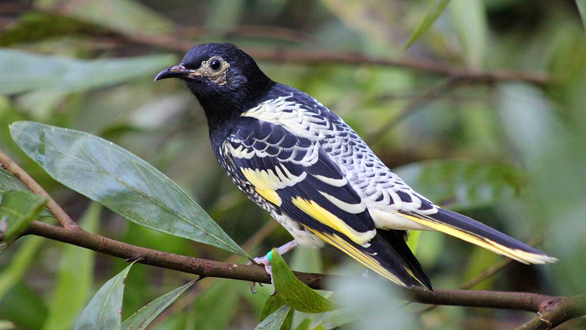 ON THE RISE: Thanks to the Taronga Western Plains Zoo breeding program, another 30 birds have been added to regent honeyeater population. Programs are also underway for other at-risk species.
