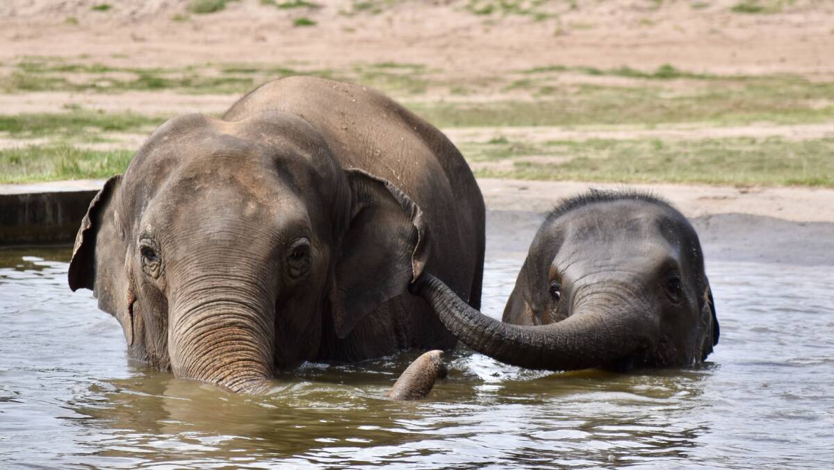 Anjalee and Kanlaya are getting along well. Picture by Elephant Keeper Grace Humphrey.