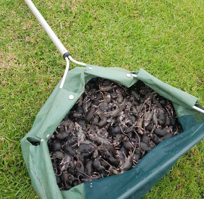 Bradley Wilshire set home-made "bucket traps" caught more than 500 mice in one night. Photo contributed.