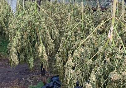 SEIZED: Cannabis plants. Photo: FILE
