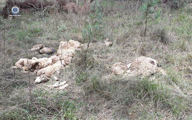 INVESTIGATING: The remains of sheep were located on the Comobella Road, opposite the Guerie tip. Photo: NSW POLICE