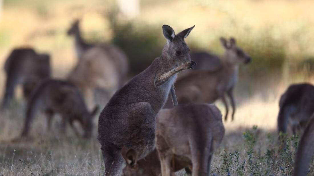 Kangaroos a major challenge in the dry