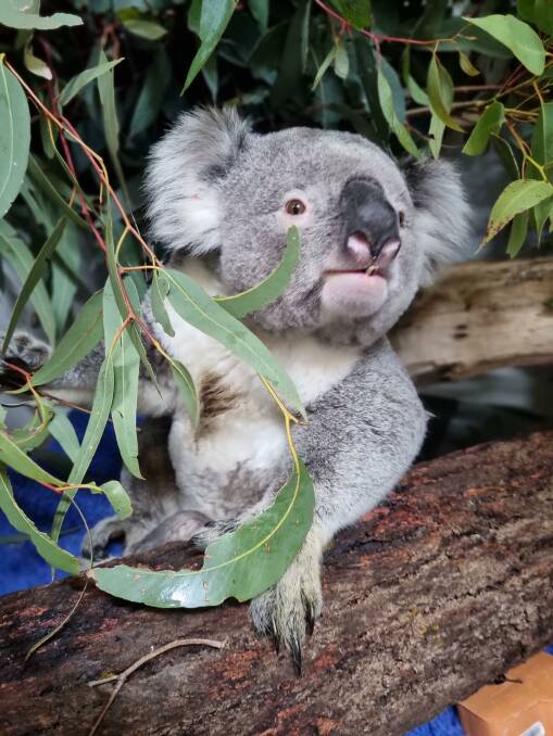 Taronga's veterinary team are caring for a 10kg male koala that is recovering from a broken pelvis and femur. Picture supplied