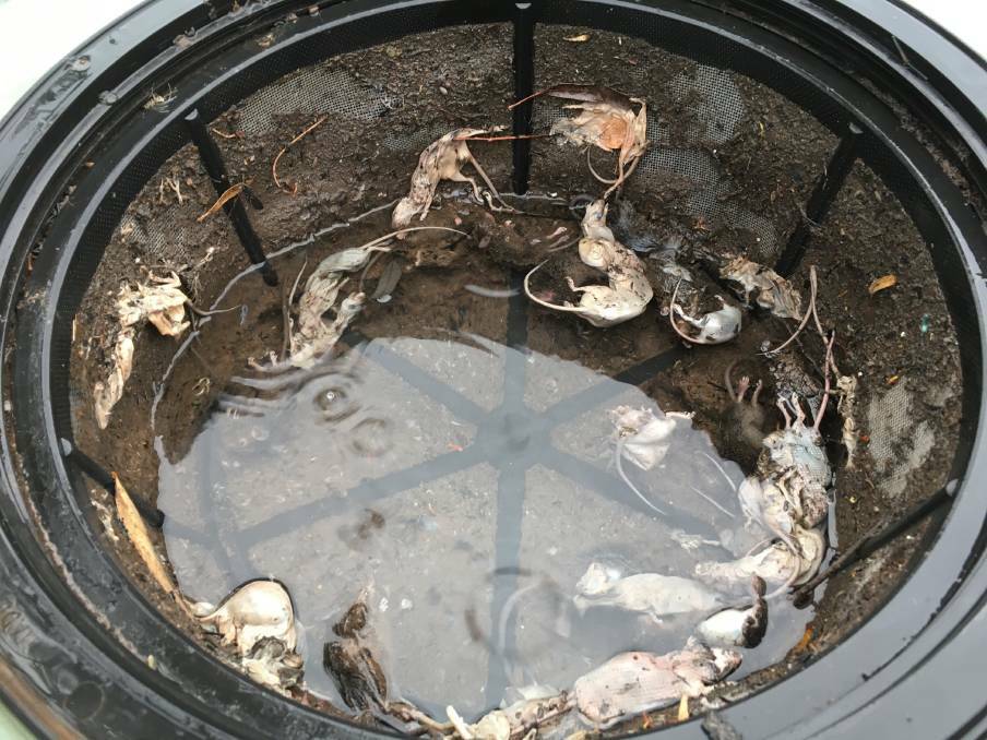 Dead mice in the strainer of a rainwater tank at Louise Hennessy's property at Elong Elong. Photo contributed.