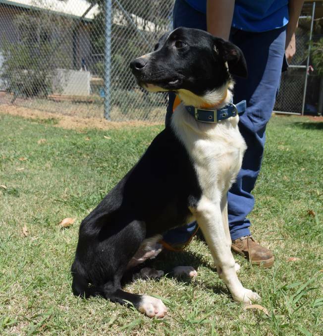 GOOD BOY: Bentley, one of the dogs who was at the Dubbo regional animal shelter, and has now found a new home. Photo: ORLANDER RUMING. 