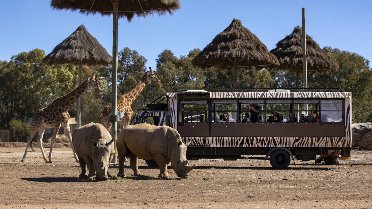 SUSTAINABLE GIVING: The Savannah Safari tour is one of a number of experiences available to gift this Christmas. Photo: CONTRIBUTED