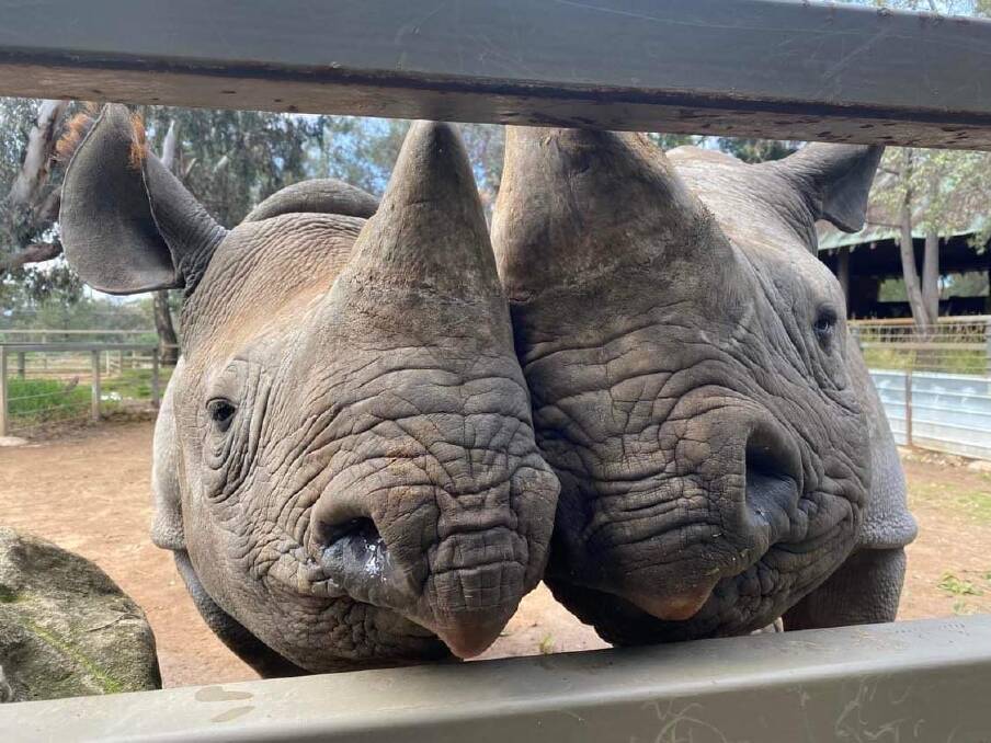 Sabi and Kufara are two of the Rhino's that can be seen at the zoo. Picture by Hayley Brooks