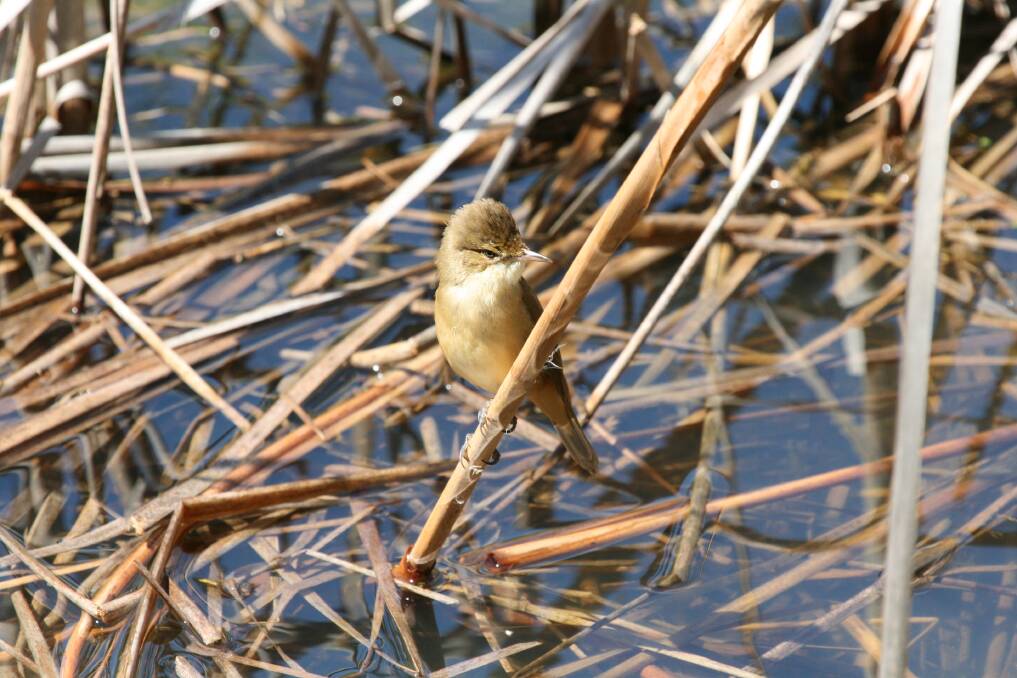 SPOTTED: An Australian Reed Warbler spotted at Taronga Western Plains Zoo. Photo: CONTRIBUTED