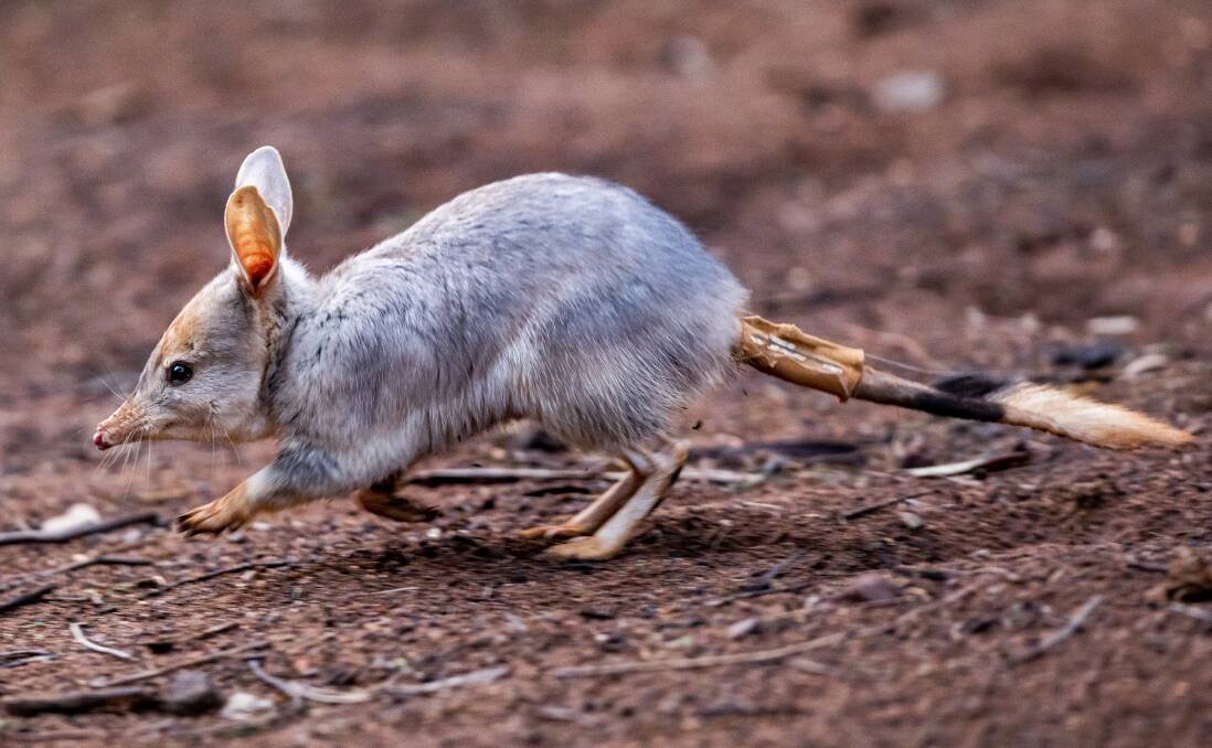 DIGI VOL SEARCH: Greater Bilby in the Sanctuary at Taronga Western Plains Zoo.